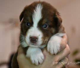 DIJAY_D-Wurf_Kuglstatter-Aussies