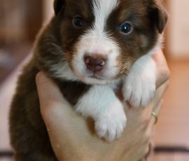 DIJAY_D-Wurf_Kuglstatter-Aussies