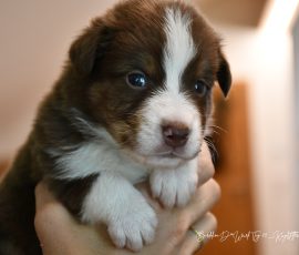 DIJAY_D-Wurf_Kuglstatter-Aussies