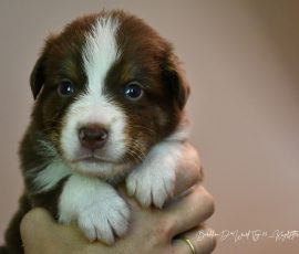 DIJAY_D-Wurf_Kuglstatter-Aussies