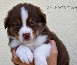 DIANA_D-Wurf_Tag32_Kuglstatter_Aussies