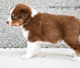 DIANA_D-Wurf_Tag32_Kuglstatter_Aussies