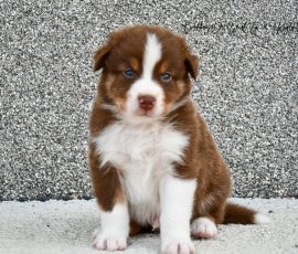 DIANA_D-Wurf_Tag32_Kuglstatter_Aussies