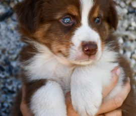 DIJAY_D-Wurf_Tag39_Kuglstatter_Aussies