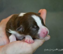 DIJAY_Kuglstatter_Aussie_D-Wurf