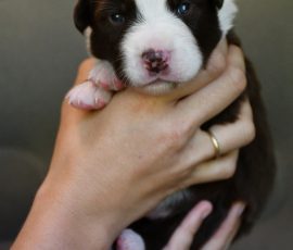 DINO-D-Wurf_Kuglstatter-Aussies_Tag17