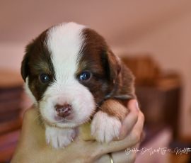 DISCO_D-Wurf_Kuglstatter-Aussies