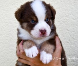 DISCO_D-Wurf_Tag32_Kuglstatter_Aussies