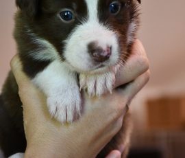 DISNEY_D-Wurf_Kuglstatter-Aussies