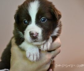 DISNEY_D-Wurf_Kuglstatter-Aussies