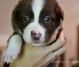 DISNEY_D-Wurf_Kuglstatter-Aussies