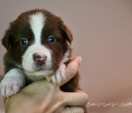 DISNEY_D-Wurf_Kuglstatter-Aussies