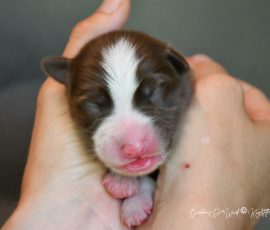 DISNEY_Kuglstatter_Aussie_D-Wurf