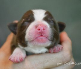 DISNEY_Kuglstatter_Aussie_D-Wurf
