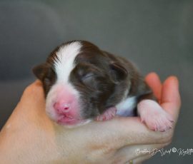 DISNEY_Kuglstatter_Aussie_D-Wurf