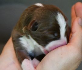 DISNEY_Kuglstatter_Aussie_D-Wurf
