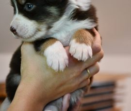 DOLITTLE_D-Wurf_Kuglstatter-Aussies