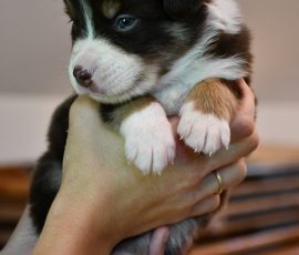 DOLITTLE_D-Wurf_Kuglstatter-Aussies