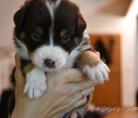 DOLITTLE_D-Wurf_Kuglstatter-Aussies