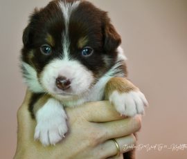 DOLITTLE_D-Wurf_Kuglstatter-Aussies