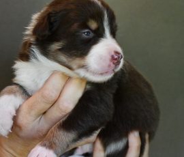 DOLITTLE_D-Wurf_Kuglstatter-Aussies_Tag17
