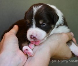 DOLITTLE_D-Wurf_Kuglstatter-Aussies_Tag17