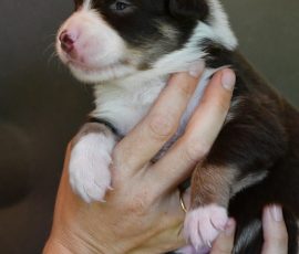 DOLITTLE_D-Wurf_Kuglstatter-Aussies_Tag17