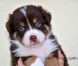 DOLITTLE_D-Wurf_Tag32_Kuglstatter_Aussies