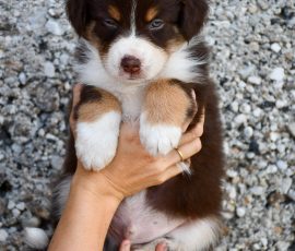 DOLITTLE_D-Wurf_Tag39_Kuglstatter_Aussies