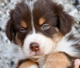 DOLITTLE_D-Wurf_Tag39_Kuglstatter_Aussies