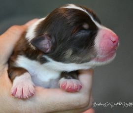 DOLITTLE_Kuglstatter_Aussie_D-Wurf