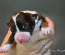 DOLITTLE_Kuglstatter_Aussie_D-Wurf