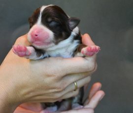 DOLITTLE_Kuglstatter_Aussie_D-Wurf