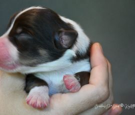 DOLITTLE_Kuglstatter_Aussie_D-Wurf