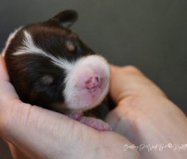 DOLITTLE_Tag10_D-Wurf_Kuglstatter_Aussies