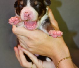 DOLITTLE_Tag10_D-Wurf_Kuglstatter_Aussies