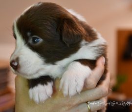 DONUT_D-Wurf_Kuglstatter-Aussies