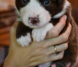 DONUT_D-Wurf_Kuglstatter-Aussies