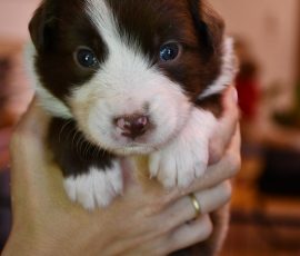 DONUT_D-Wurf_Kuglstatter-Aussies