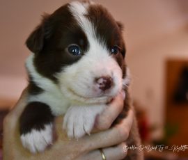 DONUT_D-Wurf_Kuglstatter-Aussies