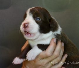 DONUT_D-Wurf_Kuglstatter-Aussies_Tag17