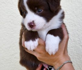 DONUT_D-Wurf_Tag32_Kuglstatter_Aussies