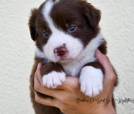DONUT_D-Wurf_Tag32_Kuglstatter_Aussies
