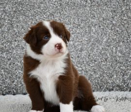 DONUT_D-Wurf_Tag32_Kuglstatter_Aussies