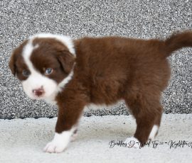 DONUT_D-Wurf_Tag32_Kuglstatter_Aussies