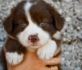 DONUT_D-Wurf_Tag39_Kuglstatter_Aussies