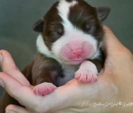 DONUT_Kugstatter_Aussie_D-Wurf