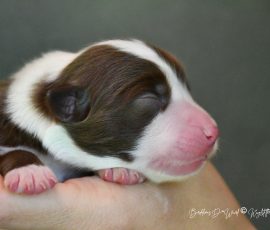 DONUT_Kugstatter_Aussie_D-Wurf