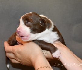 DONUT_Tag10_D-Wurf_Kuglstatter_Aussies