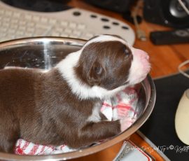 DONUT_Tag10_D-Wurf_Kuglstatter_Aussies